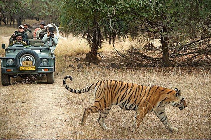 2-Days Private Ranthambhore Tiger Tour from Jaipur