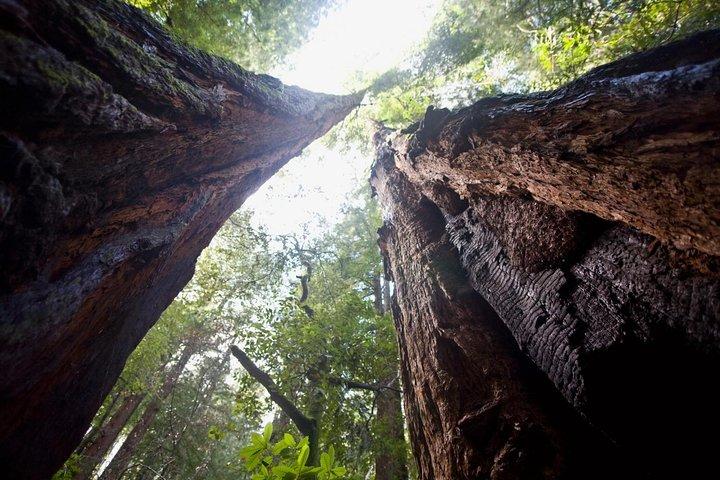 Muir Woods and Sausalito Tour Plus Bay Cruise