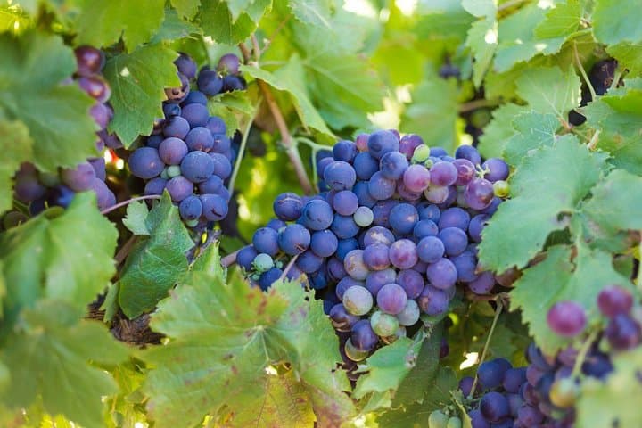Cape town private, Wine Tasting Tour