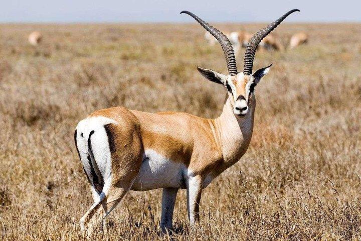 5 Day Mid range Tanzania Safari