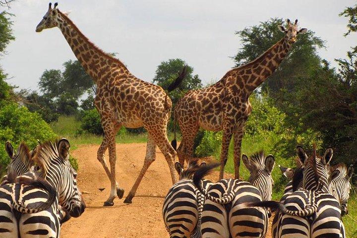 5 Day Mid range Tanzania Safari