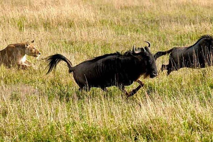 7-Day Memorable Adventure in Tanzania