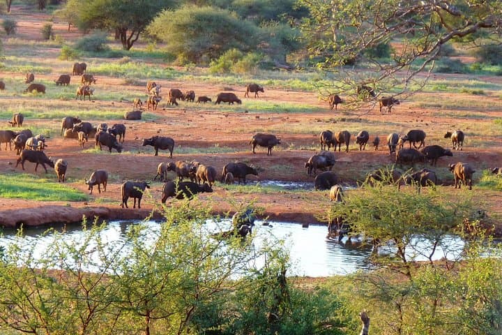 4 days animal kingdom - NAIROBI