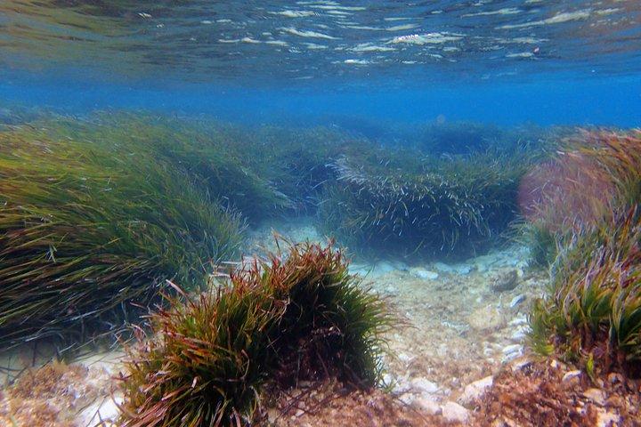 Private Half-Day Kayak Experience in Hvar and Pakleni Islands