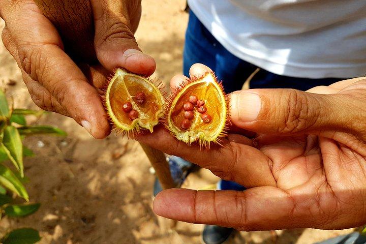 Adventure: 4-hour hike in the Amazon rainforest
