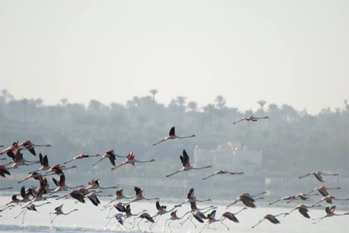 Fayoum Full Day Tour Bird Watching