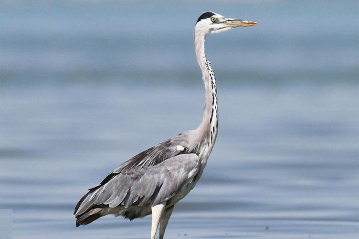 Fayoum Full Day Tour Bird Watching