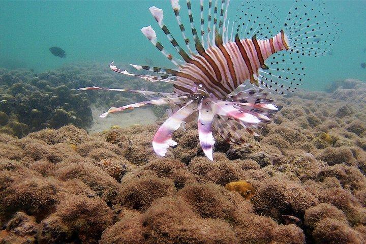 Local Reef Snorkelling and Deserted Beach