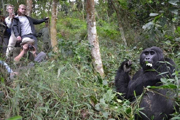 4 Days Gorilla experience Uganda