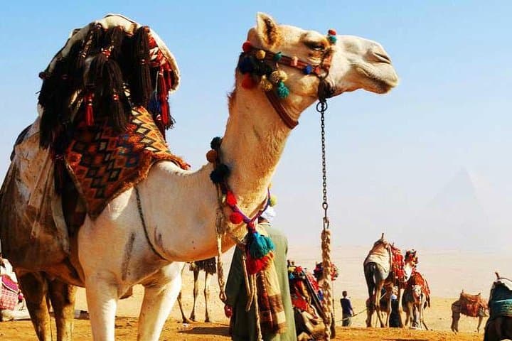Camel Ride Tour In Luxor