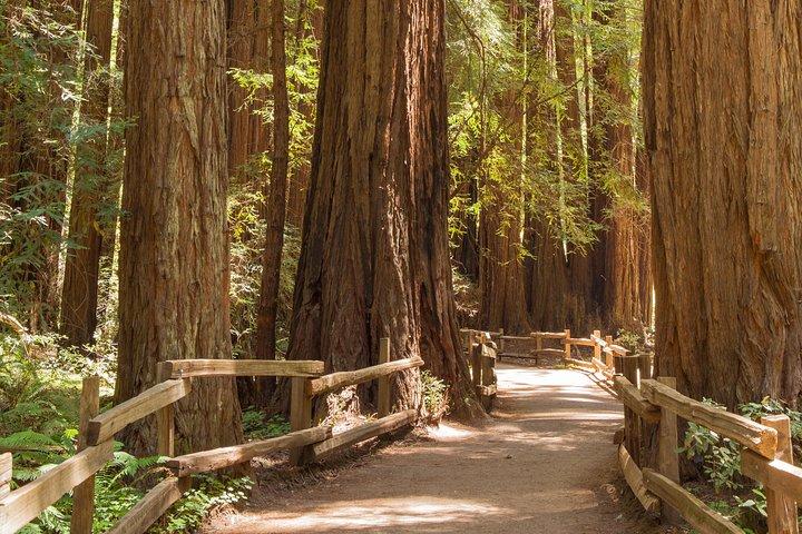 Muir Woods and Sausalito Small Group Tour