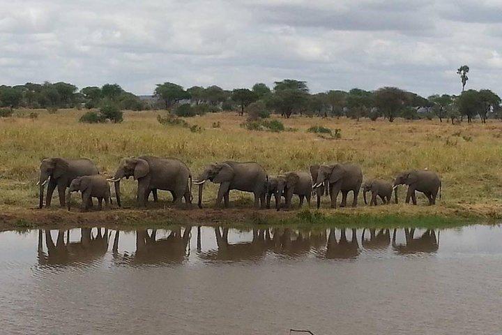 2 Days Selous Game Reserve from Zanzibar