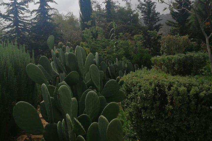 Half Day trip To Paradise Valley From Agadir or Taghazout