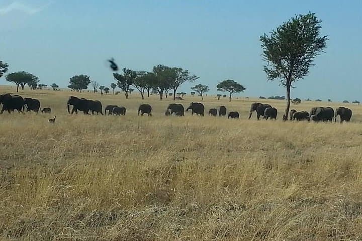 A Day Trip To Selous Fly From Zanzibar
