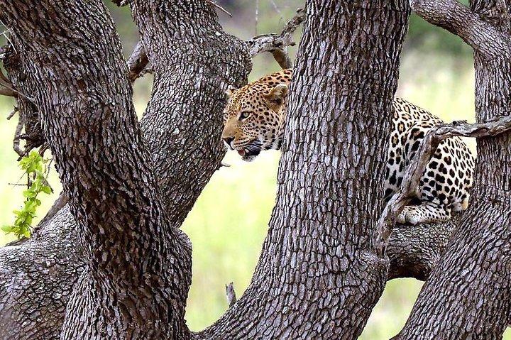Kruger National Park. 3 Days Best Ever Safari from Cape Town
