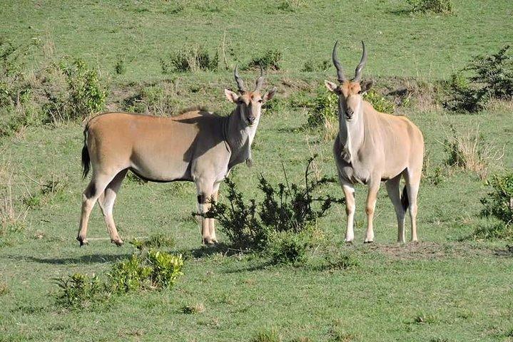 3day's Safari