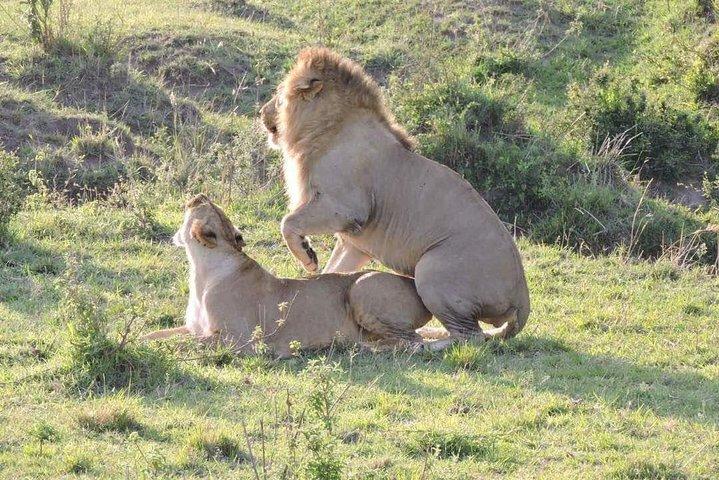 3day's Safari