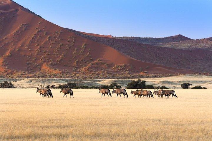 7 Days-Desert adventure, Swakopmund & Etosha Lodging Tour