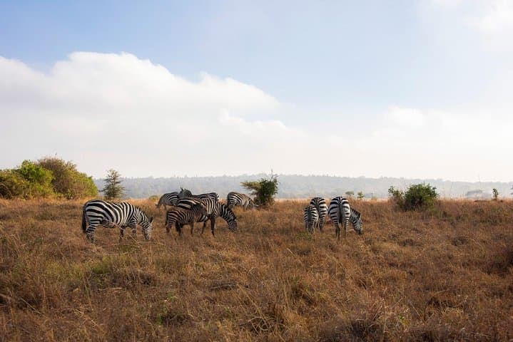 6.a.m. To 11.a.m Nairobi National Park Game Drive