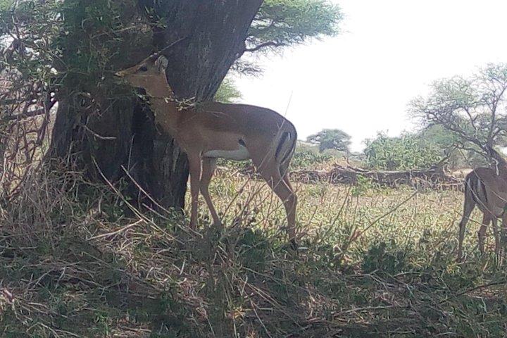 3day's Safari