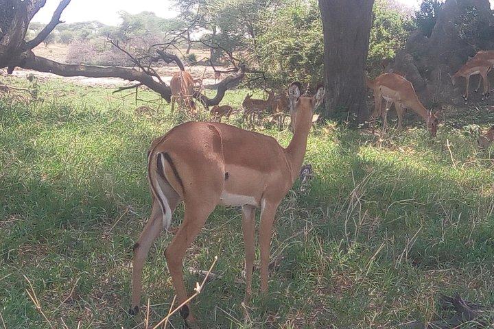 3day's Safari