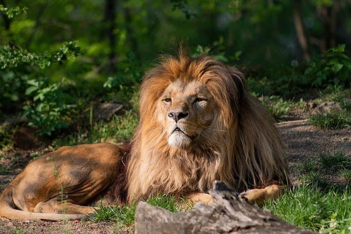 3 Days safari in Masai Mara Budget or Luxury Tour Package