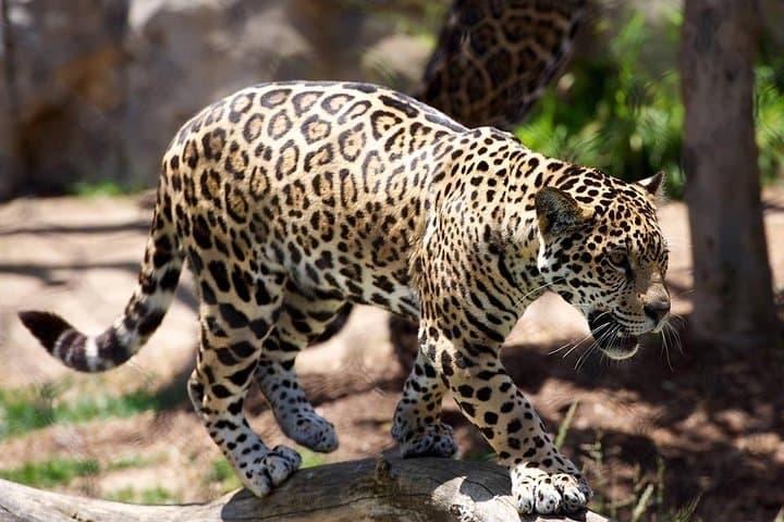 3 Days safari in Masai Mara Budget or Luxury Tour Package