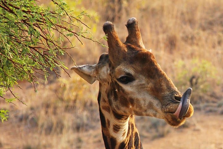 Nairobi Safari/elephant orphanage/giraffe centre 6.a.m TO 1.p.m