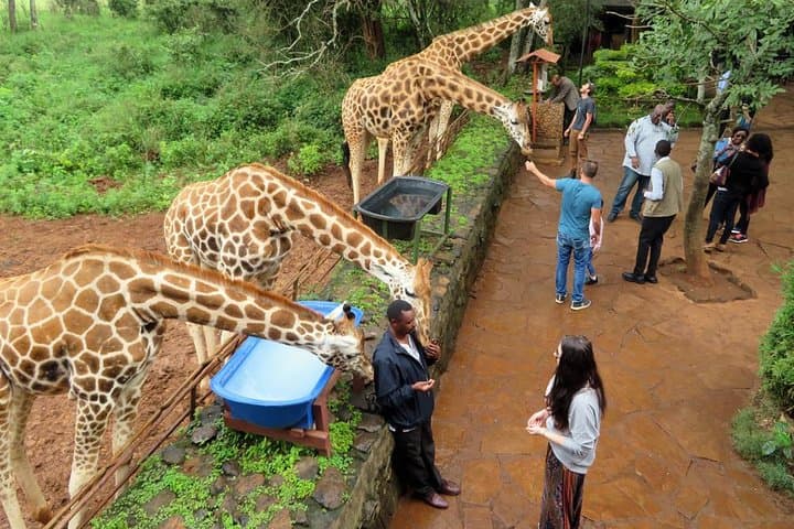 Nairobi Safari/elephant orphanage/giraffe centre 6.a.m TO 1.p.m