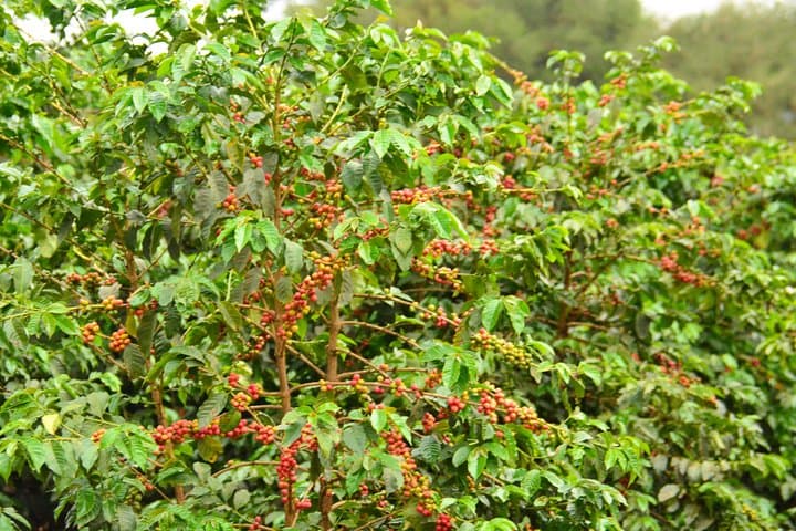 Exciting Coffee Tours From Nairobi
