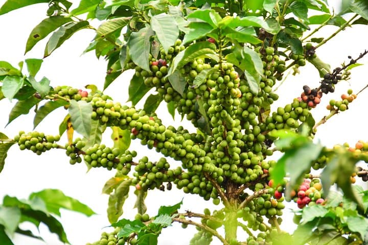 Exciting Coffee Tours From Nairobi