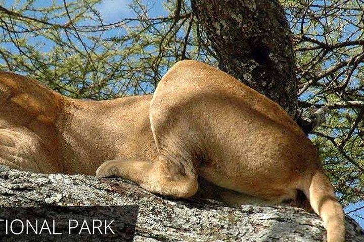 Lake Manyara National Park Full-Day Tour from Arusha