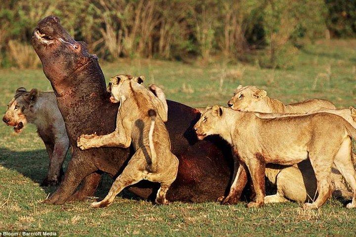 6 Days Tanzania Budget Camping Safari