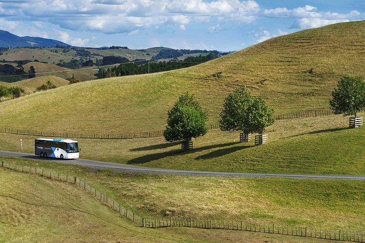 Hobbiton Day Tour from Rotorua with lunch at Hobbiton