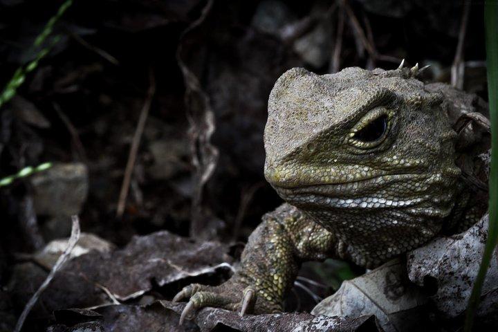 Zealandia Small Group Eco Wildlife Night Tour