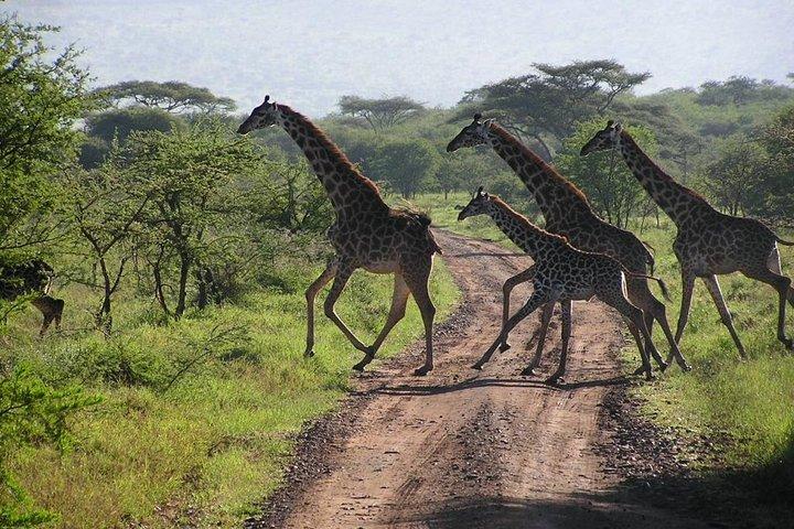 Day Tour: Arusha National Park