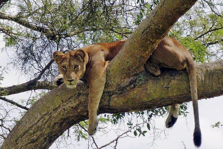 9 Days / 8 Nights Join group Safari