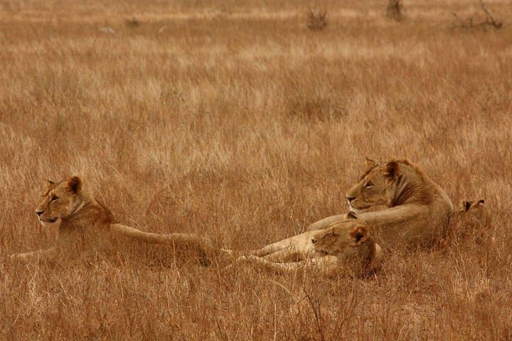 Nairobi Tours For Airport Lay-over