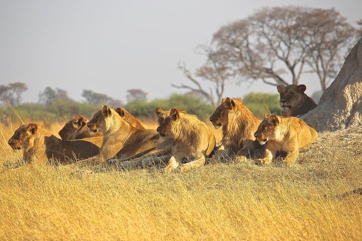 Private Adventure: Nairobi National Park Tour in 4x4 landcruiser