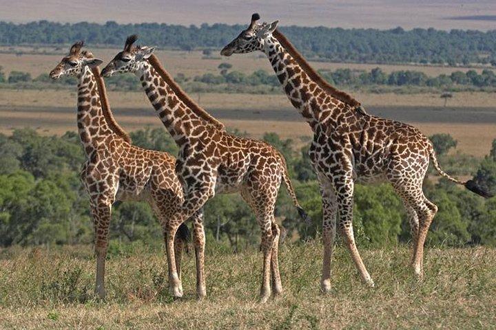 12 Days / 11 Nights Private group safari