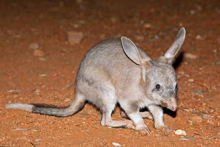 Alice Springs Desert Park Nocturnal Tour