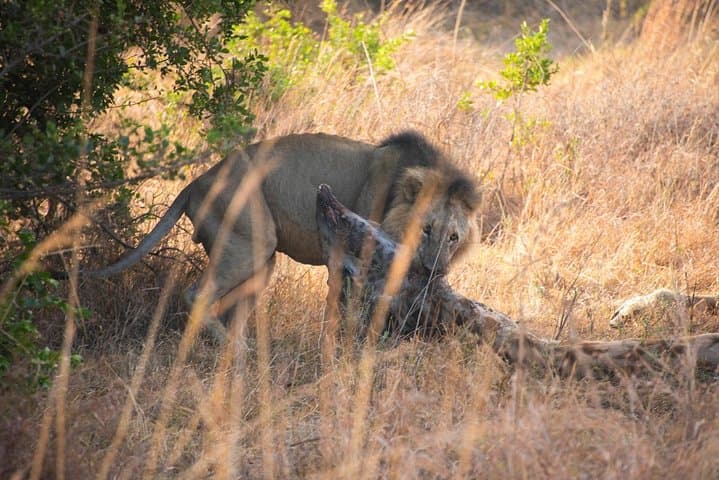 6.a.m. To 11.a.m Nairobi National Park Game Drive