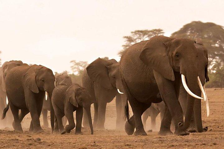 Maasai Mara road Safari 2 Nights 3 Days Group joining