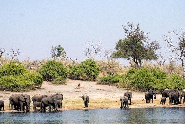 chobe Day trip