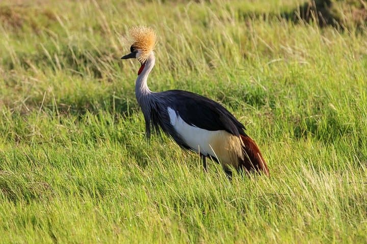 Day Safari To Nakuru National Park From Nairobi
