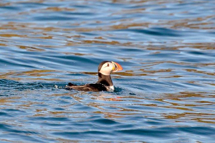 Exhilarating Rib experience - Dingle sea safari
