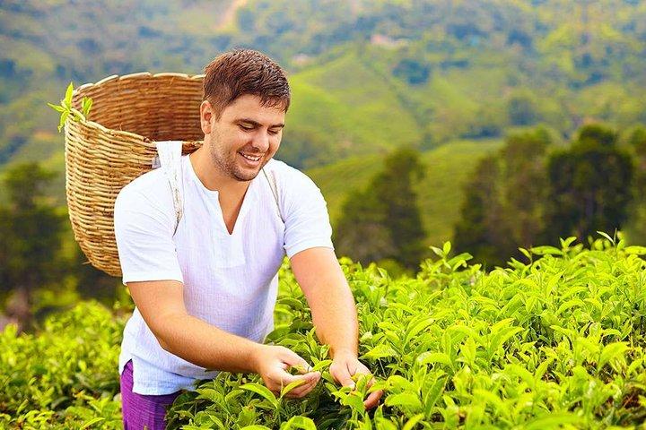 Tea Plucking & Tea Factory Tour