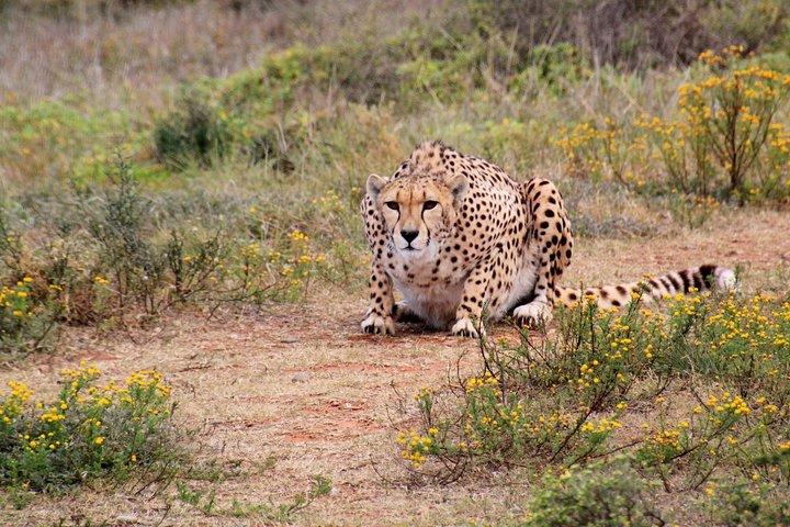 Maasai Mara camping road safari ONE night Best Budget ALL INCLUSIVE