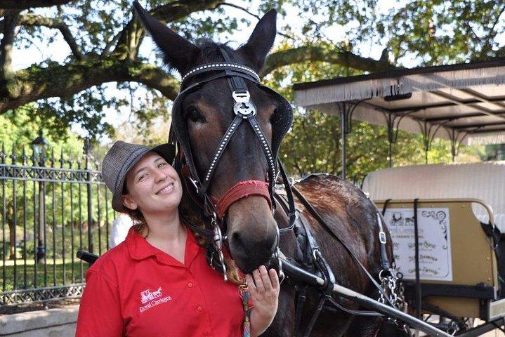 New Orleans French Quarter and More Carriage Ride
