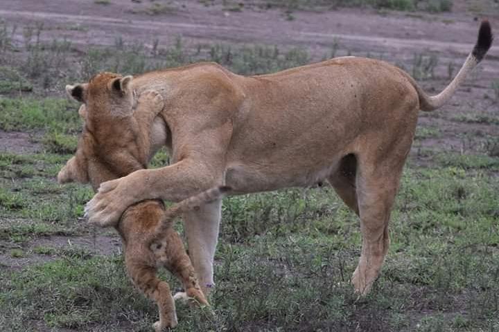 6 Days Private Safari Tanzania